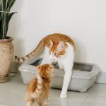 Do enclosed litter boxes really contain odors better?